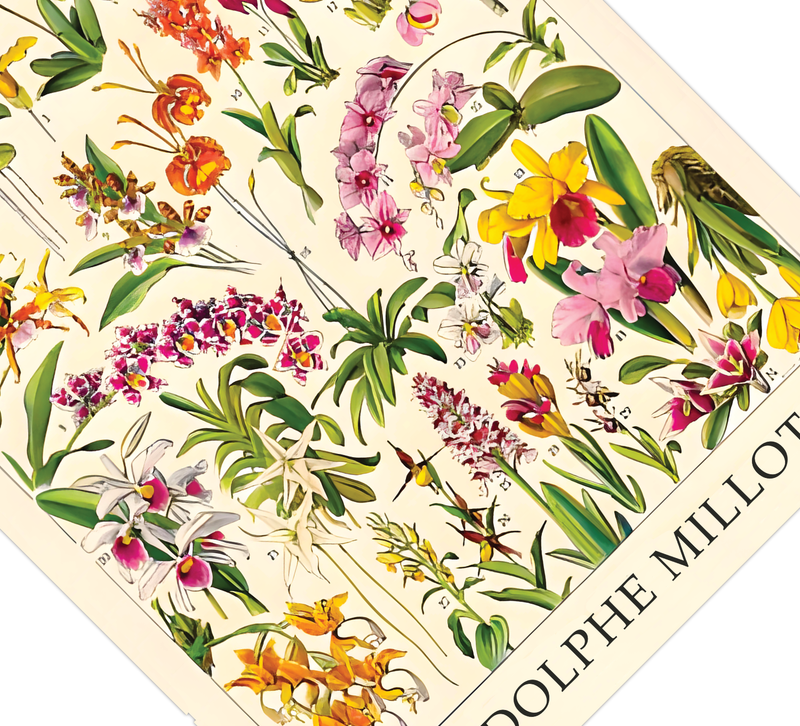 Das botanische Poster zu Blumen ist eine Illustration des französischen Künstlers Adolphe Millot. 