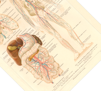 Das medizinische Poster der Blutgefässe des Menschen ist eine Vintage Lithographie aus Meyers Koversations-Lexikon aus dem Jahr 1890.