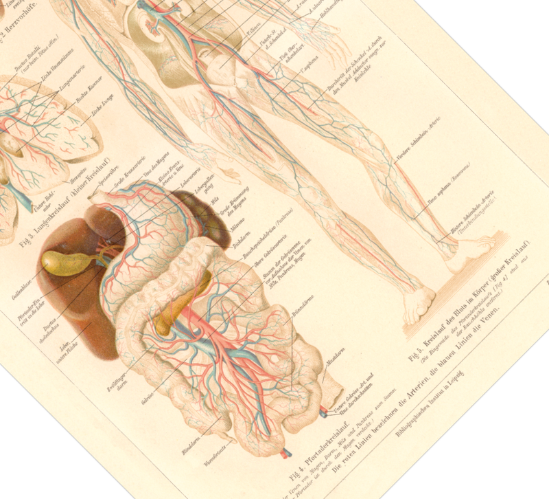 Das medizinische Poster der Blutgefässe des Menschen ist eine Vintage Lithographie aus Meyers Koversations-Lexikon aus dem Jahr 1890.