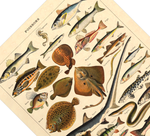 Das Poster zu Fischen ist eine Illustration des französischen Künstlers Adolphe Millot.