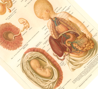 Das medizinische Poster der Entwicklung des Menschen ist eine Vintage Lithographie aus Meyers Koversations-Lexikon aus dem Jahr 1890.