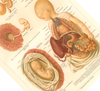 Das medizinische Poster der Entwicklung des Menschen ist eine Vintage Lithographie aus Meyers Koversations-Lexikon aus dem Jahr 1890.