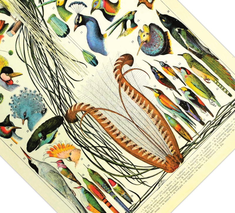 Das Poster zu Vögeln ist eine Illustration des französischen Künstlers Adolphe Millot. 