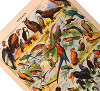 Das Poster zu Vögeln ist eine Illustration des französischen Künstlers Adolphe Millot. 