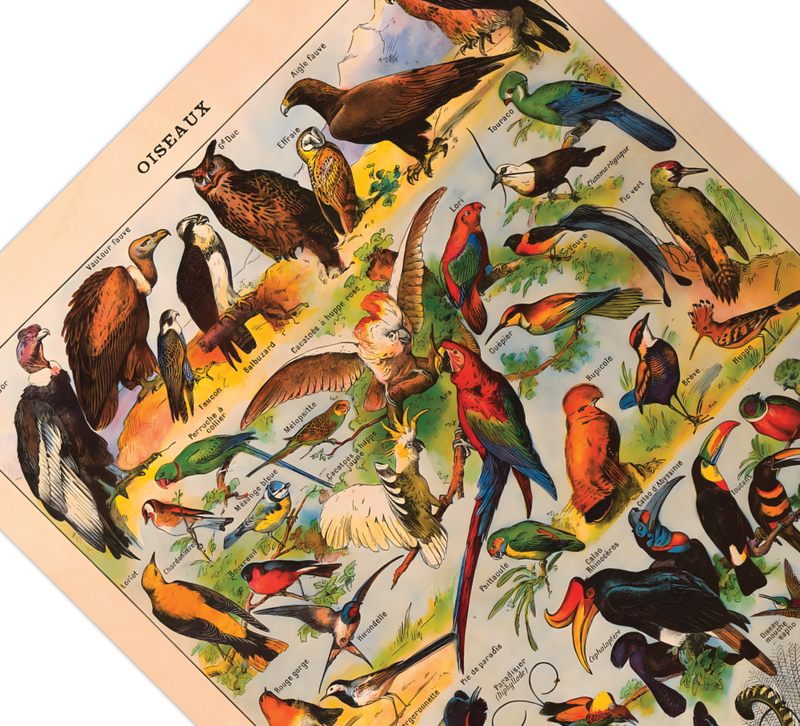 Das Poster zu Vögeln ist eine Illustration des französischen Künstlers Adolphe Millot. 