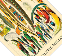 Das Poster zu Vögeln ist eine Illustration des französischen Künstlers Adolphe Millot.