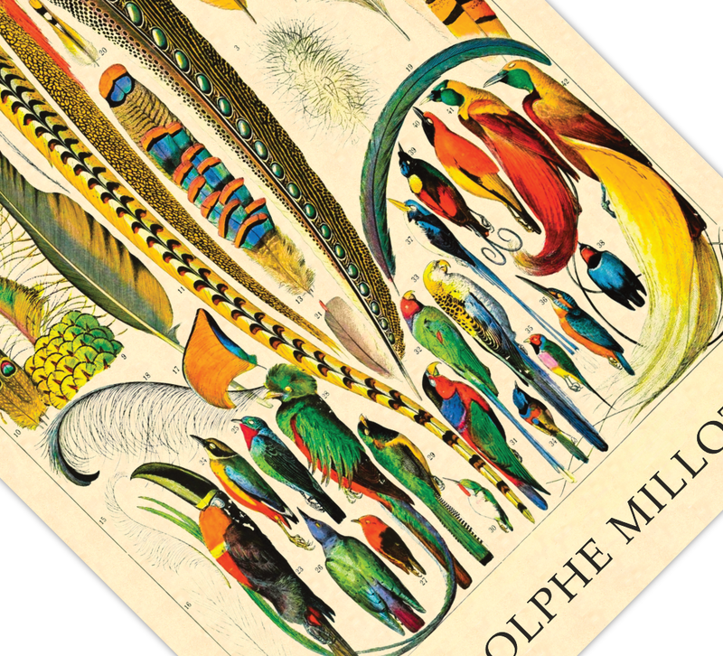 Das Poster zu Vögeln ist eine Illustration des französischen Künstlers Adolphe Millot.