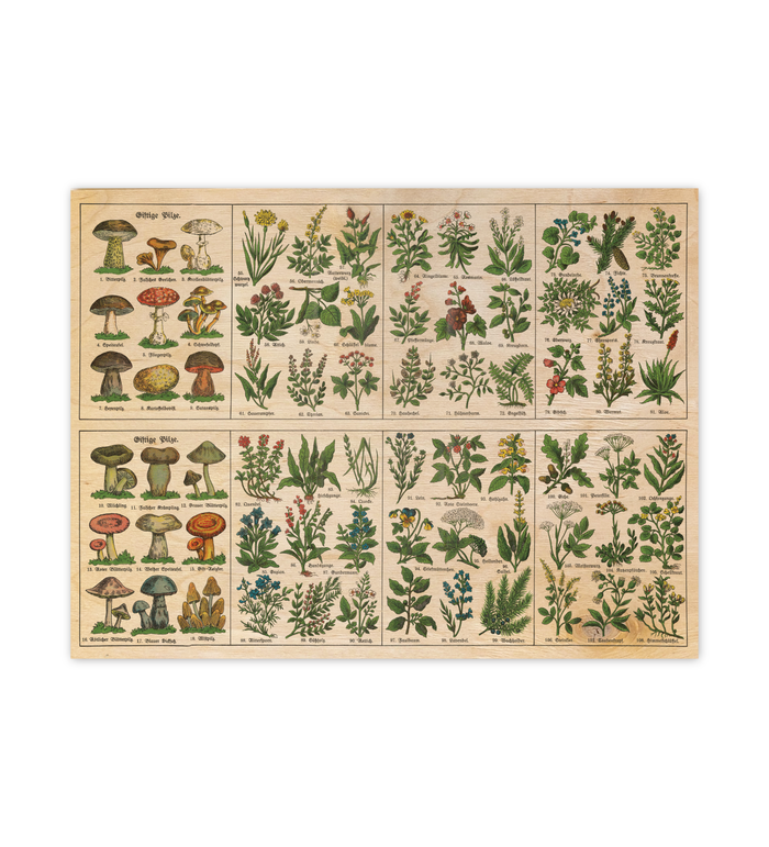Vintage Holzbild Kräuter & Pilze | Botanik Illustration 1920 | 30x40cm Birkensperrholz | Rustikale Küchendeko und Wandbild Natur