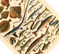 Das Poster zu Fischen ist eine Illustration des französischen Künstlers Adolphe Millot.