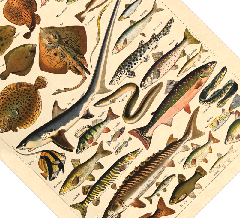 Das Poster zu Fischen ist eine Illustration des französischen Künstlers Adolphe Millot.