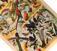 Das Poster zu Vögeln ist eine Illustration des französischen Künstlers Adolphe Millot. 
