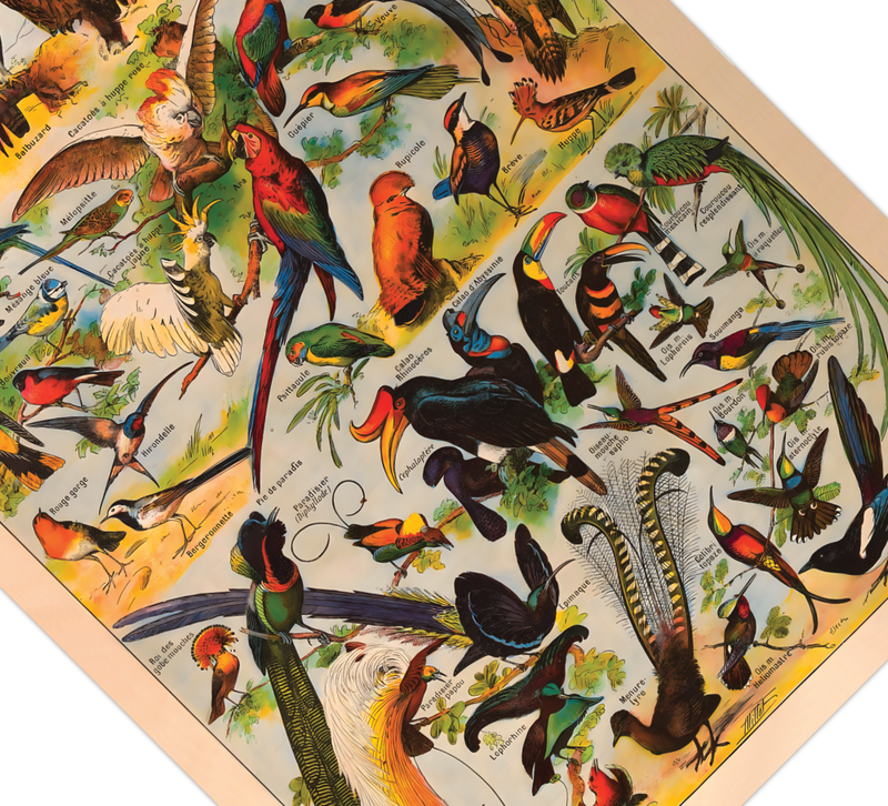 Das Poster zu Vögeln ist eine Illustration des französischen Künstlers Adolphe Millot. 