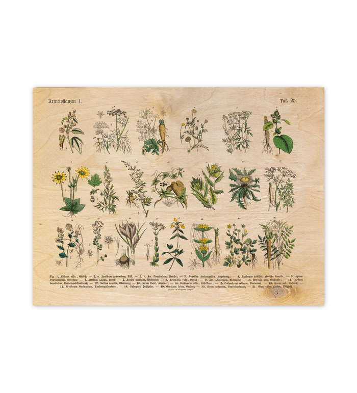 Vintage Holz-Bild mit botanischer Illustration von Kräutern und Arzneipflanzen aus dem 19. Jahrhundert, gedruckt auf 3mm dickem Birkensperrholz inklusive Wandanhänger.