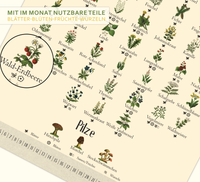 A4-Wandkalender mit historischen Illustrationen von Wildpflanzen, Kräutern und Pilzen aus der Zeit um 1900; Monatsübersicht mit saisonalen Pflanzen, hochwertiger Fineart-Druck auf Premium-Papier, Vintage-Design mit schwarzer Spiralbindung.