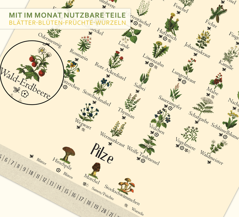 A4-Wandkalender mit historischen Illustrationen von Wildpflanzen, Kräutern und Pilzen aus der Zeit um 1900; Monatsübersicht mit saisonalen Pflanzen, hochwertiger Fineart-Druck auf Premium-Papier, Vintage-Design mit schwarzer Spiralbindung.