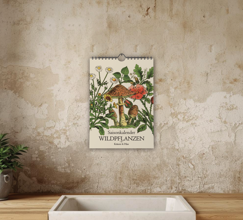 A4-Wandkalender mit historischen Illustrationen von Wildpflanzen, Kräutern und Pilzen aus der Zeit um 1900; Monatsübersicht mit saisonalen Pflanzen, hochwertiger Fineart-Druck auf Premium-Papier, Vintage-Design mit schwarzer Spiralbindung.