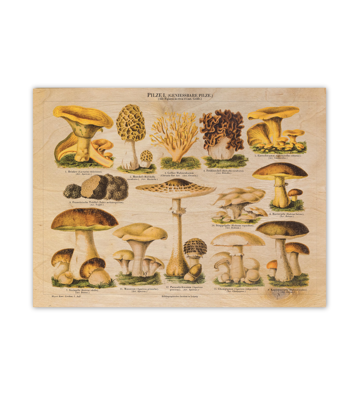 Vintage-Bild auf Birkensperrholz im Format 30x40 cm von genießbaren Pilzen mit gezeichnete Illustration/ Chromolithographie von ca. 1900. Optional mit Aufhängung oder Staffelei.