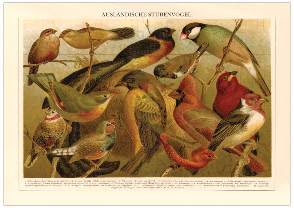 Das Poster von ausländischen Vögeln ist eine Vintage Lithographie aus Meyers Koversations-Lexikon aus dem Jahr 1890. 