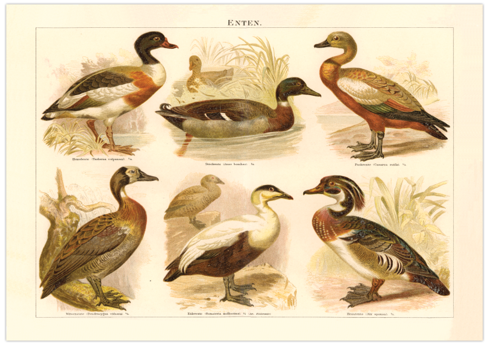 Das Poster von Enten ist eine Vintage Lithographie aus Meyers Koversations-Lexikon aus dem Jahr 1890. 