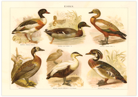 Das Poster von Enten ist eine Vintage Lithographie aus Meyers Koversations-Lexikon aus dem Jahr 1890. 