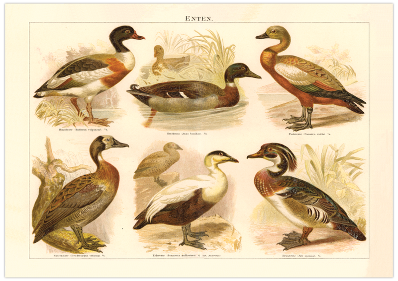 Das Poster von Enten ist eine Vintage Lithographie aus Meyers Koversations-Lexikon aus dem Jahr 1890. 
