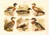 Das Poster von Enten ist eine Vintage Lithographie aus Meyers Koversations-Lexikon aus dem Jahr 1890. 