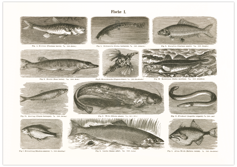 Das Poster von Vögeln ist eine Vintage Lithographie aus Meyers Koversations-Lexikon aus dem Jahr 1890.