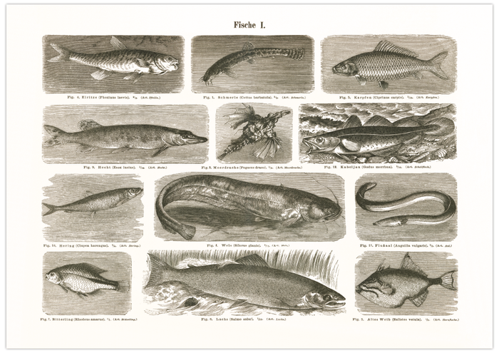 Das Poster von Vögeln ist eine Vintage Lithographie aus Meyers Koversations-Lexikon aus dem Jahr 1890.
