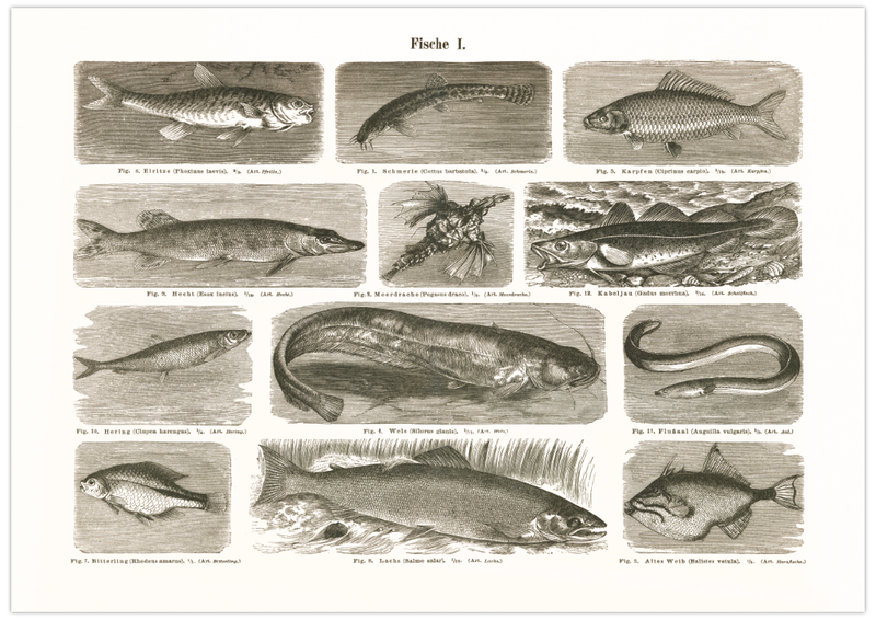 Das Poster von Vögeln ist eine Vintage Lithographie aus Meyers Koversations-Lexikon aus dem Jahr 1890.