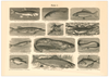 Das Poster von Vögeln ist eine Vintage Lithographie aus Meyers Koversations-Lexikon aus dem Jahr 1890.