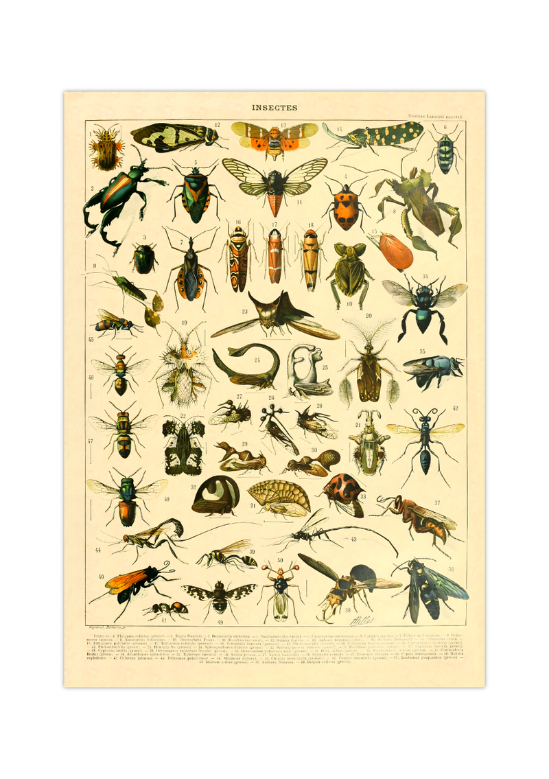 Das Poster zu Insekten ist eine Illustration des französischen Künstlers Adolphe Millot. Das Bild zeigt unterschiedliche Insektenarten.
