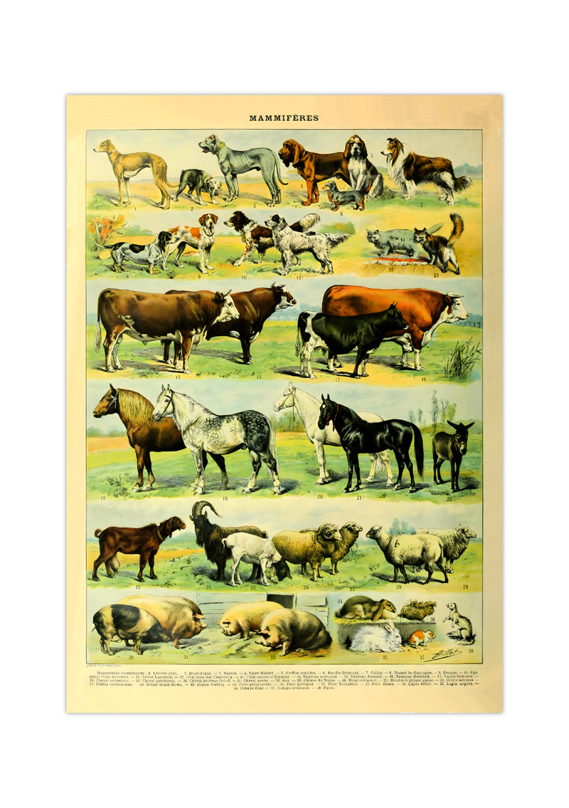 Das Poster zu Säugetieren ist eine Illustration des französischen Künstlers Adolphe Millot. 
