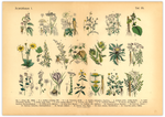 Dieses vintage Poster von Arzneikräutern ist die erste botanische Illustration von 1886 der lithographischen Anstalt F.R. Schepperlen 1880 - 1886 