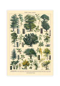 Das botanische Poster zu Bäumen des Waldes ist eine Illustration des französischen Künstlers Adolphe Millot.