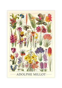 Das botanische Poster zu Blumen ist eine Illustration des französischen Künstlers Adolphe Millot. 
