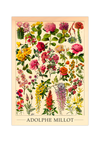 Das botanische Poster zu Blumen ist eine Illustration des französischen Künstlers Adolphe Millot. 
