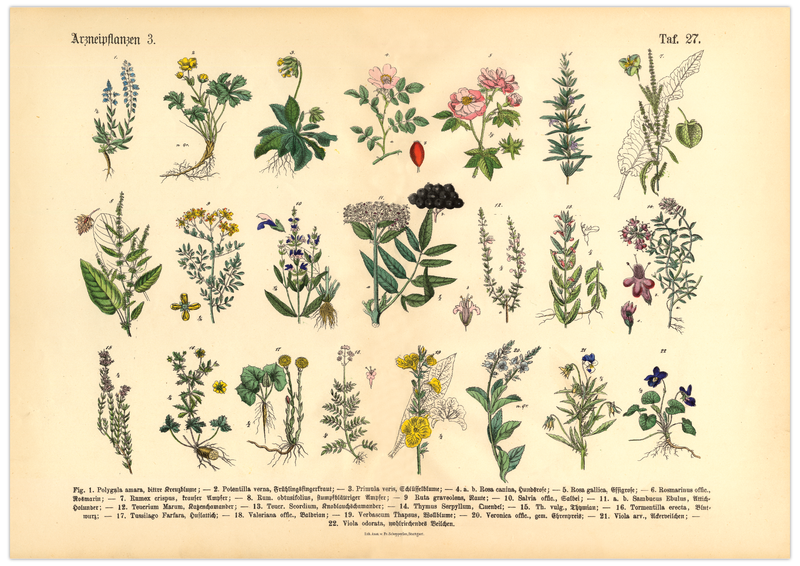 Kräuter & Arzneipflanzen Poster | Bild Vintage Illustration 3