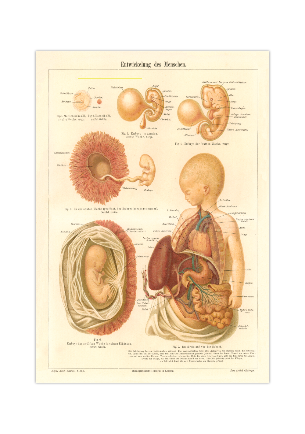 Das medizinische Poster der Entwicklung des Menschen ist eine Vintage Lithographie aus Meyers Koversations-Lexikon aus dem Jahr 1890.