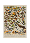 Das Poster zu Vögeln ist eine Illustration des französischen Künstlers Adolphe Millot.