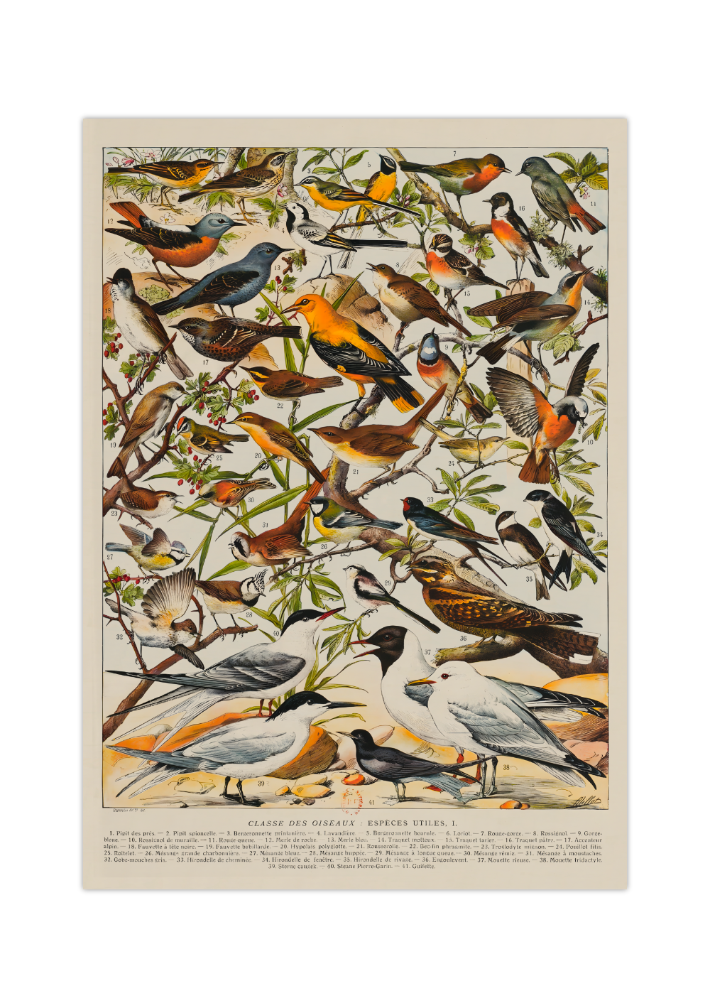 Vintage – | Poster MrTKBooker Vögel Vogelarten