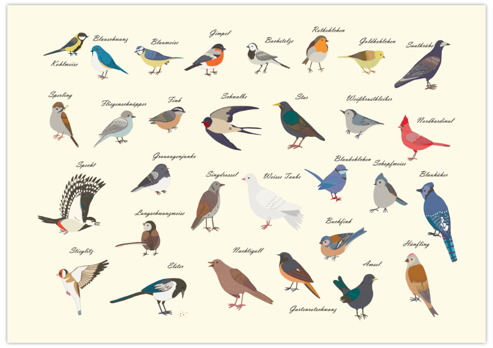 Dieses Poster zeigt dir die gemeinen heimischen Vogelarten, die man im Garten und in der Natur beobachten kann. 