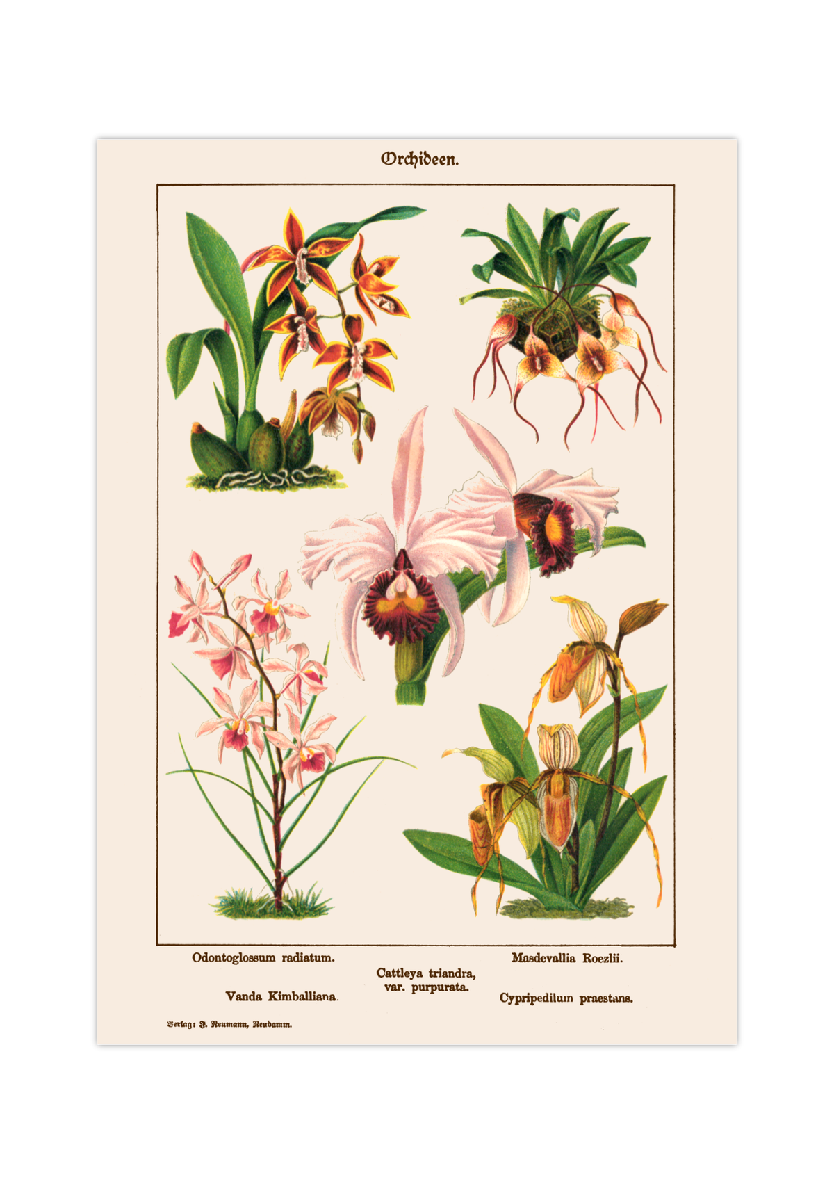 Das Vintage-Poster zeigt verschiedene Orchideen Arten. Es ist ca. 1900 entstanden.
