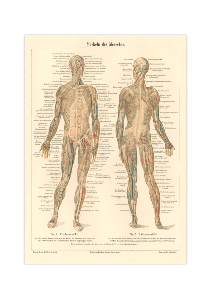 Das Anatomie Poster der Muskeln des Menschen ist eine Vintage Lithographie aus Meyers Koversations-Lexikon aus dem Jahr 1890.