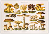 Dieses Poster von genießbaren Pilzen ist eine gezeichnete Illustration/ Chromolithographie von 1896 des Bibliographischen Instituts in Leipzig. 