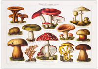 Vintage Pilze Poster | Bild giftige Pilze, Illustration von 1896