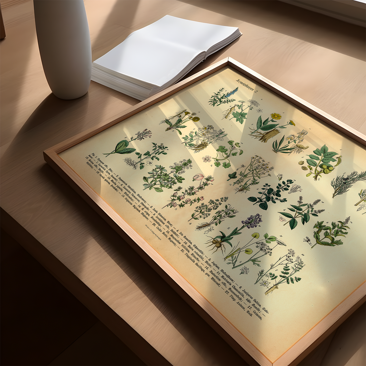 Dieses vintage Poster von Arzneikräutern ist die erste botanische Illustration von 1886 der lithographischen Anstalt F.R. Schepperlen 1880 - 1886.