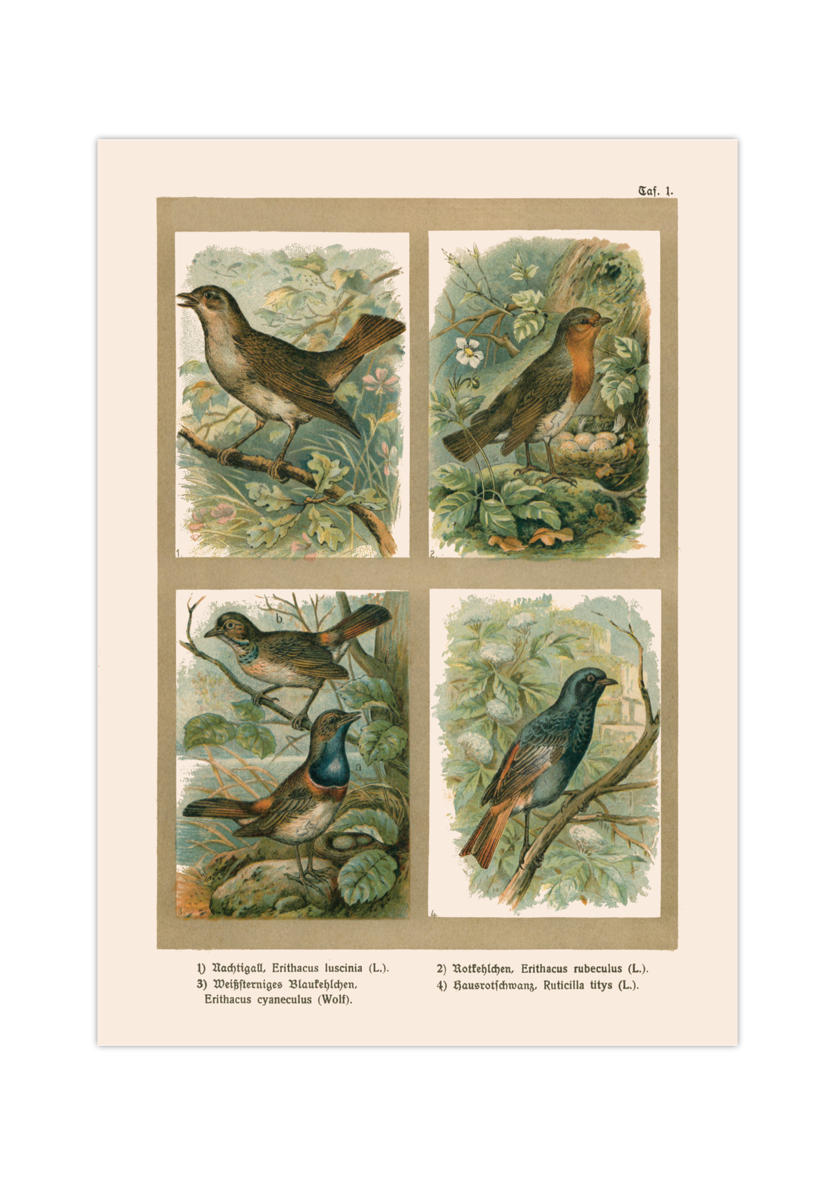Poster im Stil einer antiken Naturkunde-Tafel mit vier detaillierten Vogel-Illustrationen in ihren Lebensräumen, inklusive deutscher und lateinischer Artennamen am unteren Bildrand.