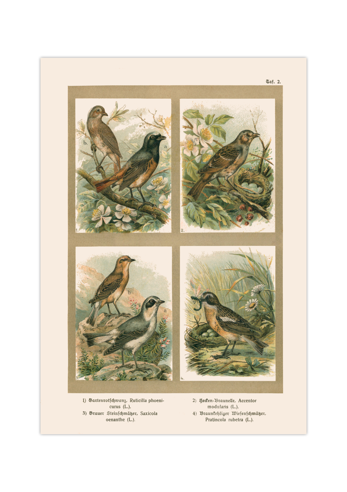 Poster im Stil einer antiken Naturkunde-Tafel mit vier detaillierten Vogel-Illustrationen in ihren Lebensräumen, inklusive deutscher und lateinischer Artennamen am unteren Bildrand.