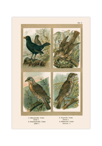 Poster im Stil einer antiken Naturkunde-Tafel mit vier detaillierten Vogel-Illustrationen in ihren Lebensräumen, inklusive deutscher und lateinischer Artennamen am unteren Bildrand.