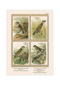 Poster im Stil einer antiken Naturkunde-Tafel mit vier detaillierten Vogel-Illustrationen in ihren Lebensräumen, inklusive deutscher und lateinischer Artennamen am unteren Bildrand.
